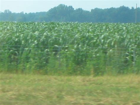 Image Theres Corn In Illinois