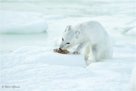 magnificent arctic foxes of manitoba steve and marian uffman nature and travel photography