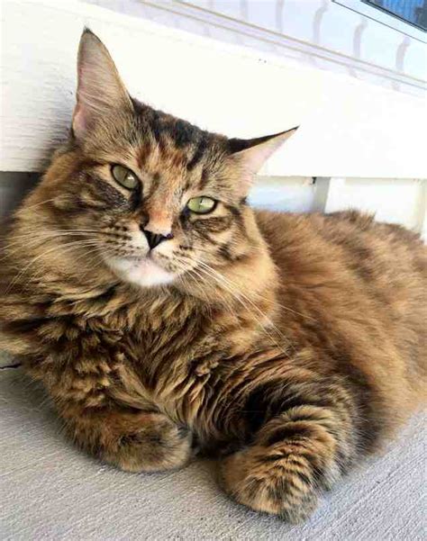 We have so many deserving animals here at austin pets alive!, so our teams are excited and ready to find your. Maine Coon Mix Cat For Adoption in Austin TX - Supplies ...