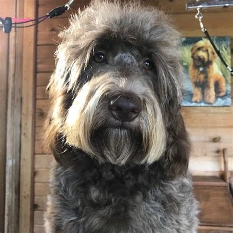 This diamond naturals dog food for goldendoodles is made especially to promote skin and coat health. Goldendoodle Coat Types - Smoky Mountain Doodles