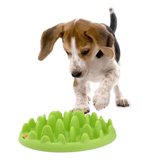 For those hot summer months or freezing winter when your cat may become sluggish, a slow feeder can help put some pep back into other materials used in slow feeder cat bowls are rubber and ceramic. Pet Self Feeders : Amazon.com: Northmate Catch Interactive ...