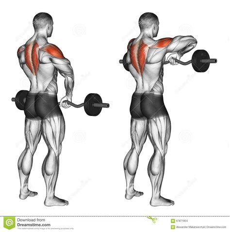 Image Result For Barbell Upright Row Shoulder Training Shoulder