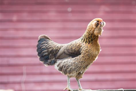 Ameraucana Chicken Breed Profile The Hip Chick