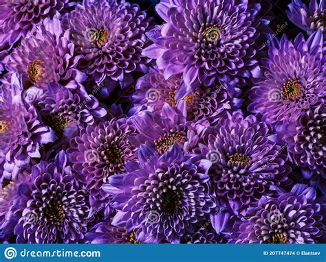 Background Of Purple Chrysanthemum Flowers Top View Floral Wallpaper