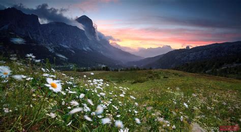 Matteo Colombo Travel Photography Sunrise Over Daisies Meadow In The