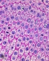 Animal cell under microscope 40x. human skin cells under microscope - Google Search ...