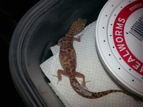 The exact pattern on these animals varies between. Western Banded Gecko Facts and Pictures | Reptile Fact