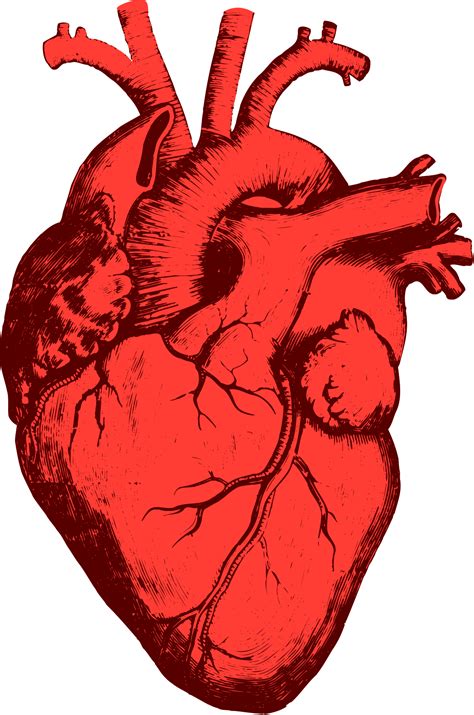 Actual Human Heart Drawing