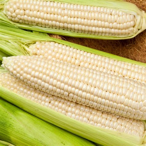 Waxy Corn F1 White Asian And Tropical Vegetable Seeds