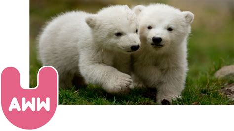 Cute Baby Polar Bear Story Nobby And Nela Youtube
