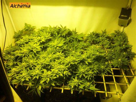 Culture De Cannabis En Scrog Blog Du Growshop Alchimia
