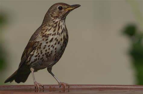 Реактивная drossel — ist eine familie weltweit verbreiteter singvögel, siehe drosseln (turdidae) eine gattung. Durstige Drossel Foto & Bild | tiere, wildlife, wild ...
