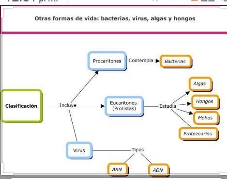 Mapa Conceptual Donde Ilustre Las Clasificaciones De Las Bacterias
