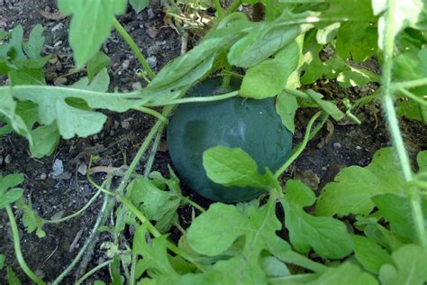 How To Grow Sugar Baby Watermelons Dengarden