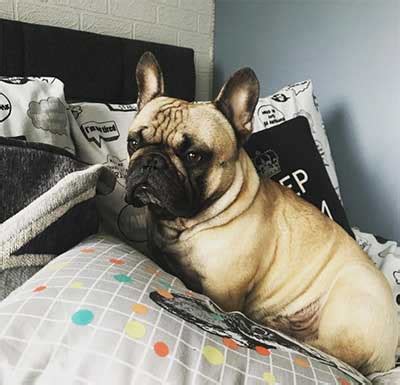 Find out why french bulldogs cost so much, what celebrities have one, as well as some of their health problems. How Much Do French Bulldogs Cost And Why Are They So ...