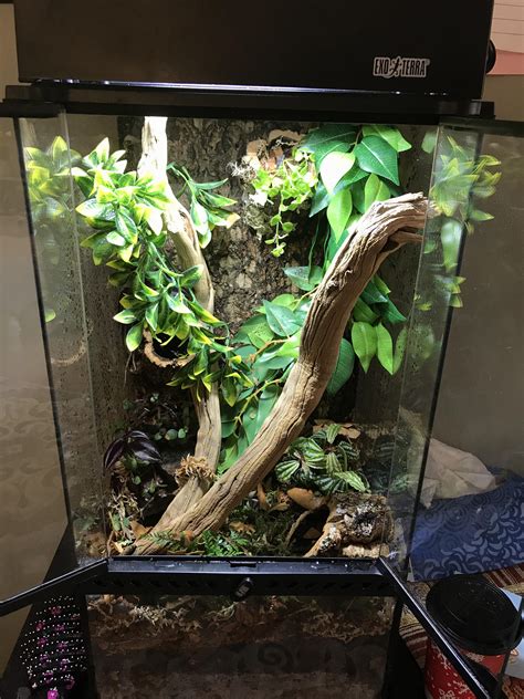 My First Attempt At A Bioactive Vivarium For A Crested Gecko What Do