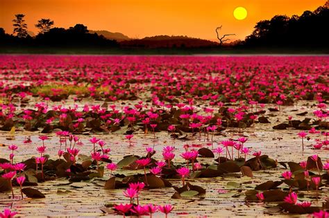 ทุ่งบัวแดงพระอาทิตย์ Amazing Thailand
