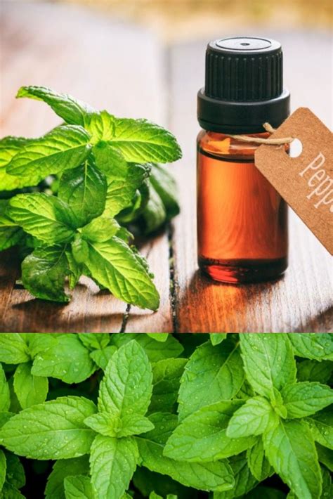 You Can Easily Make Peppermint Oil At Home The Essential Ingredients