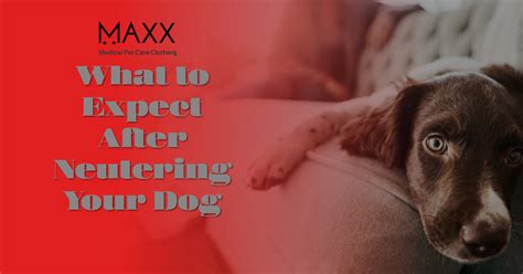 What To Expect After Neutering Your Dog A 101 Comprehensive Guide