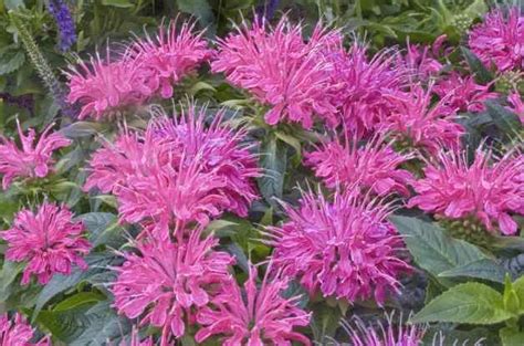 Bee balm is a great perennial for the flower garden, and a favorite of bees and hummingbirds as well as gardeners. Top 10 New Plants for 2013 - Birds and Blooms
