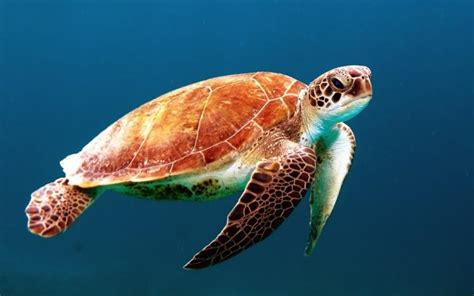 Free Download Beautiful Wallpapers Turtle Hd Wallpaper 940x520 For