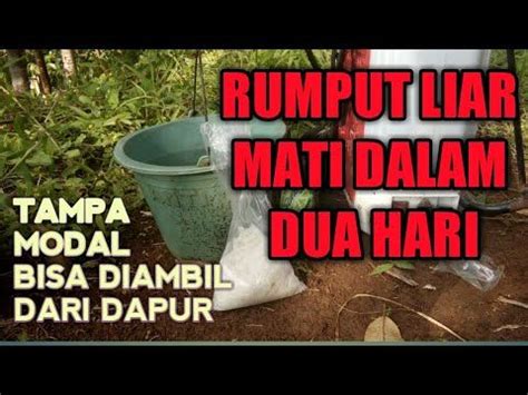 .grinting, herbisida rumput grinting, jaran lumping grinting, sandal jepit grinting, joy grinting. Herbisida alami pembasmi rumput aman dan ramah lingkungan ...