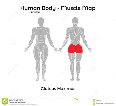 To get started, choose a muscle group either on the muscle chart or in the. Female Human Body - Muscle Map, Gluteus Maximus Stock Vector - Illustration of girl, bodybuilder ...