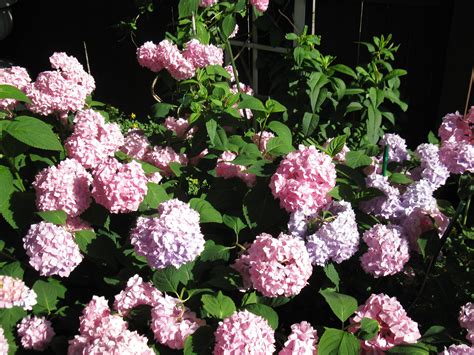 Your hydrangea fading stock images are ready. Pale pink hydrangia | Hydrangia, Flowers