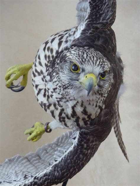 The peregrine falcon (falco peregrinus), also known simply as the peregrine, and historically as the duck hawk in north america, is a cosmopolitan bird of prey in the family falconidae. Gyrfalcon (grey phase) flying | UK Bird Small Mammal ...