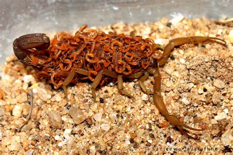 Indian Red Scorpion Project Noah