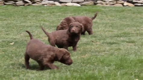 We match reputable breeders with you. Chesapeake Bay Retriever Puppies For Sale - YouTube