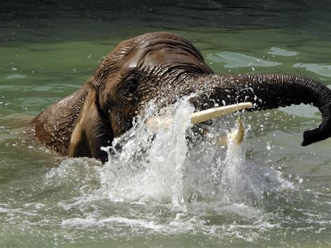 Elephant Tusks Water Spray Animal Photo Hd Wallpaper Preview