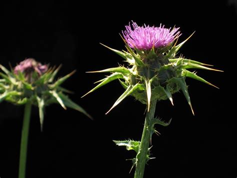 Sep 07, 2020 · emma kumer/rd.com. Milk Thistle (Plants of the American River Parkway ...