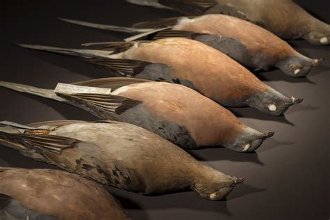 How The Passenger Pigeon Went Extinct So Quickly •