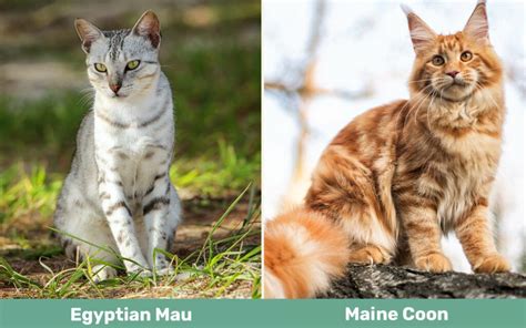 Egyptian Mau Cat Vs Maine Coon Cat Key Differences With Pictures