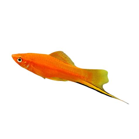 My Tanklife Assorted Swordtail Fish 5cm Xiphophorus Helleri