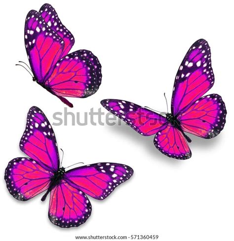 Three Pink Monarch Butterfly Isolated On Stock Photo 571360459