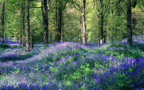 Bluebells Growing In The Forest Of Dean Gloucestershire England