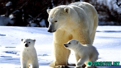 El oso polar Información características y curiosidades