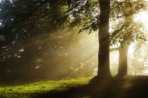 Morning Sun Rays On Forest Stock Photo Image Of Beautiful 60247408