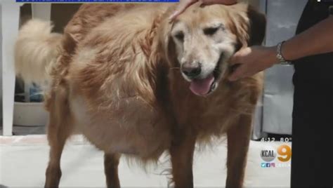 Golden Retriever Abandoned With 46 Pound Tumor