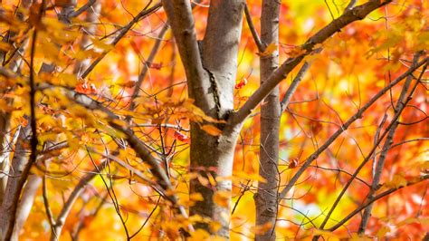 Download Wallpaper 3840x2160 Trees Branches Leaves Autumn Nature 4k