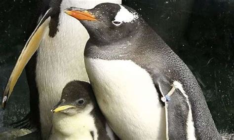 On Gay Penguins And Apologetics Proclaim And Defend