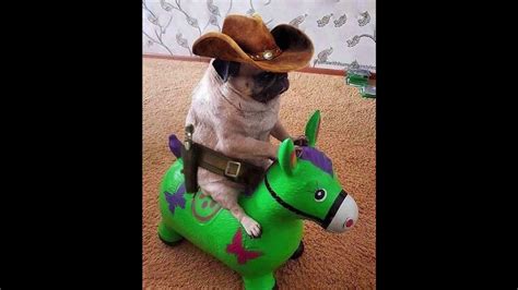 Its A Song About A Pug Riding On A Horse Youtube