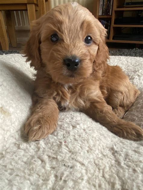 Find the perfect cockapoo puppy for sale at puppyfind.com. Cockapoo Puppies For Sale In Scotland | Cockapoo For Life