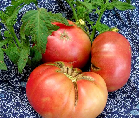 Rosella Purple Tomato 016 G Southern Exposure Seed Exchange Saving