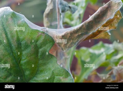 Red Spider Mite Tetranychus Urticae Pest Infestation On Leaves Of A