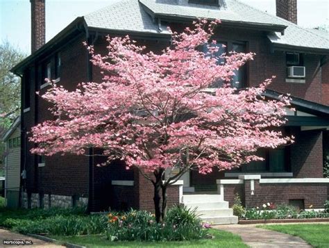 Planting trees and plants can be used in decorating our homes or as an economic activity which will generate income after some period. Pink Flowering Dogwood (Cornus florida f. rubra) ~ ideas ...