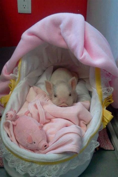15 Piglets That Are Even Cuter Than Kittens Baby Pigs Baby Animals