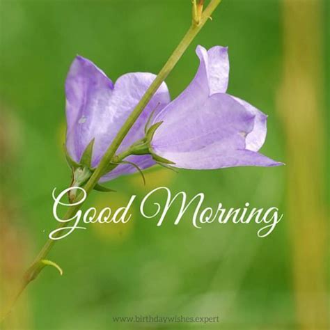 Good morning photos flowers, morning flowers images, good morning flower. 60 Beautiful Flower Images with Inspiring Good Morning Quotes